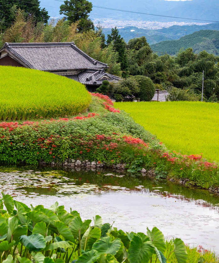 自然の風景
